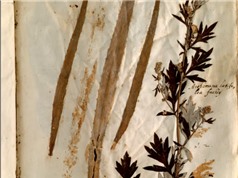 Bộ sưu tập hoa lá ép khô 500 năm tuổi tiết lộ những thay đổi của hệ thực vật trong vùng